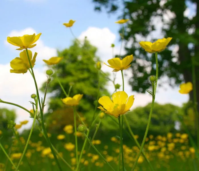 как называются желтые цветы которые растут в поле летом
