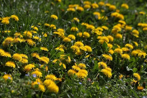как называются желтые цветы которые растут в поле летом