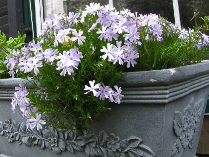 15 цветущих и декоративных растений в кашпо для улицы
