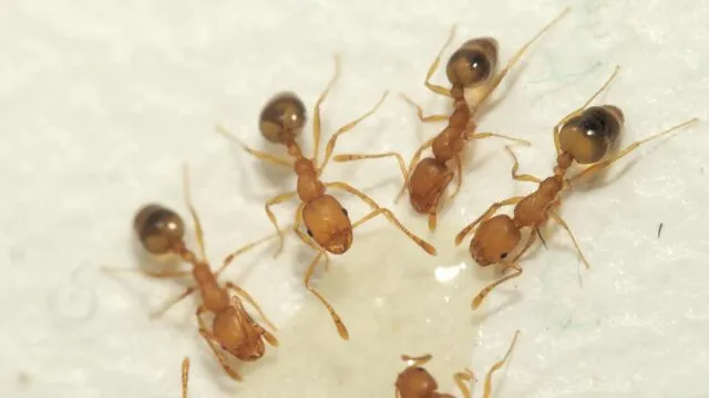Как избавиться от муравьев в доме ...