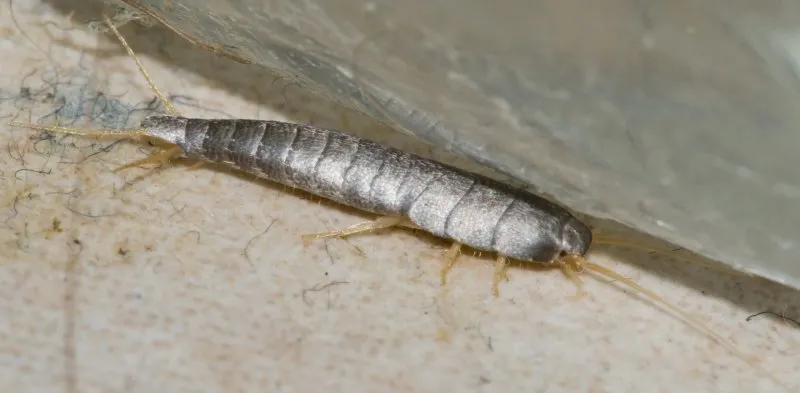 Porcellio expansus мокрица