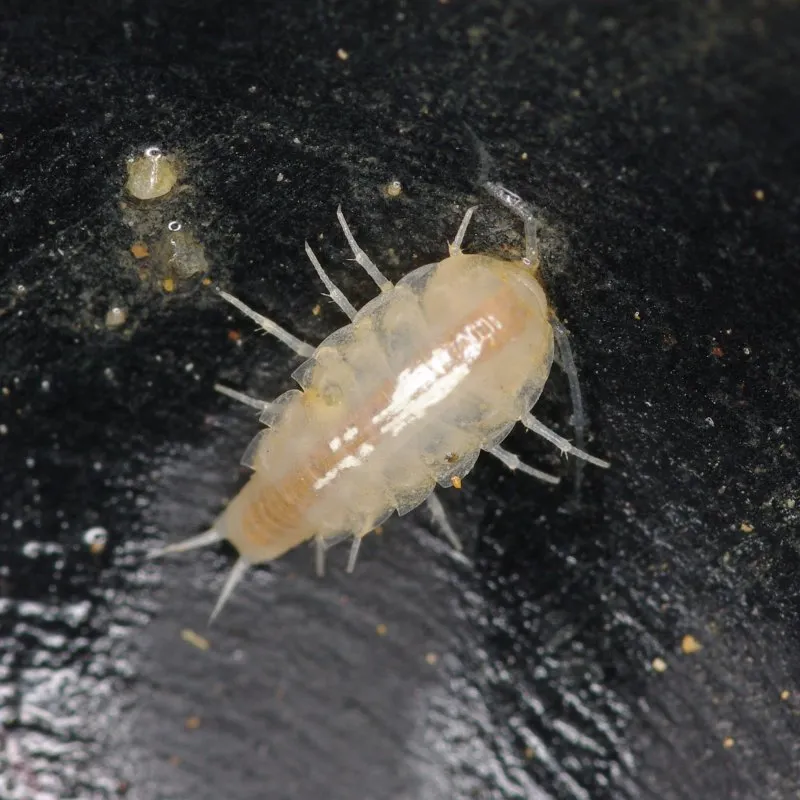 Armadillidium vulgare Magic