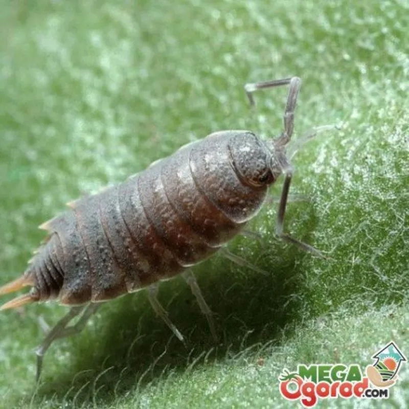 Насекомое lepisma saccharina, Thermobia domestica