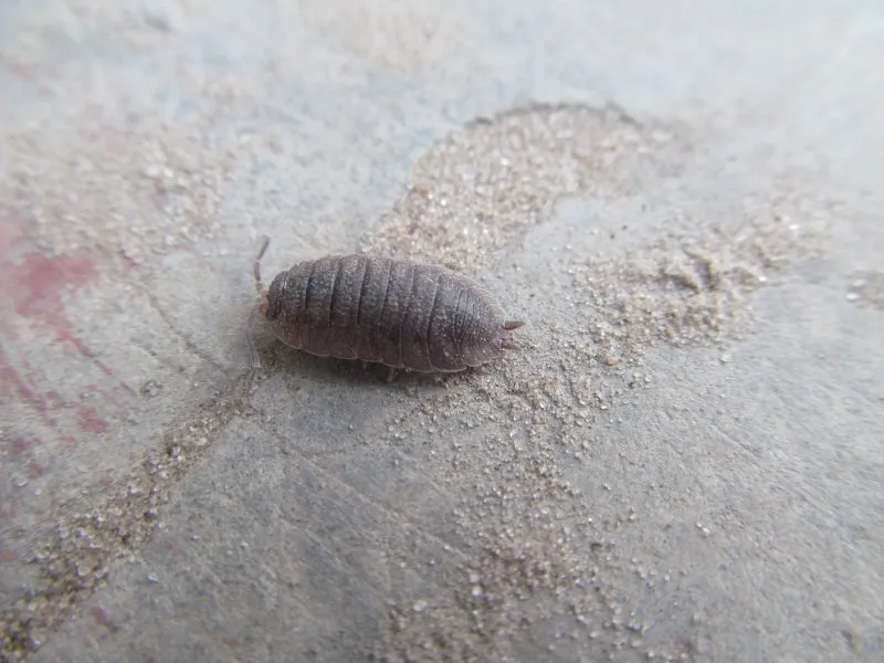 Мокрица оранжевая - Porcellio laevis “Orange”