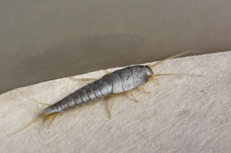 Оранжевая мокрица (Porcellio scaber)