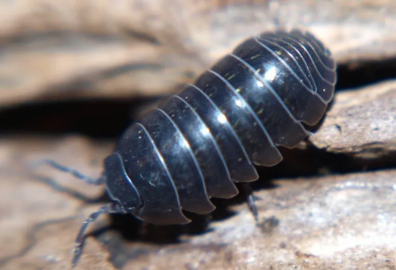 Porcellionides pruinosus, "Blue-Powder"