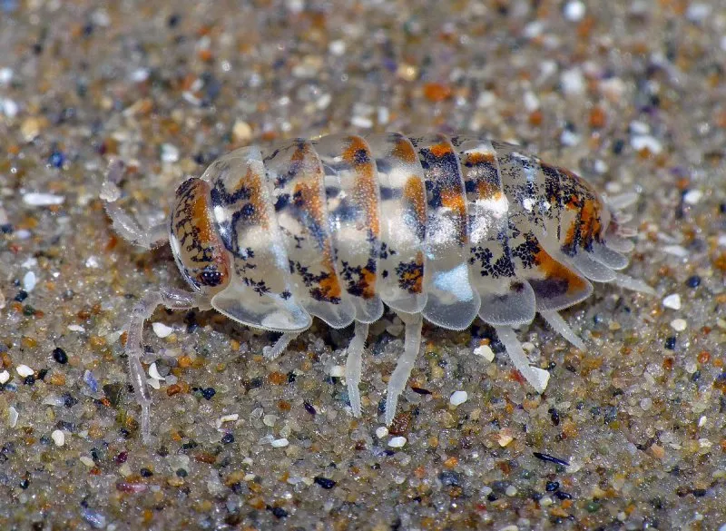 Thermobia domestica