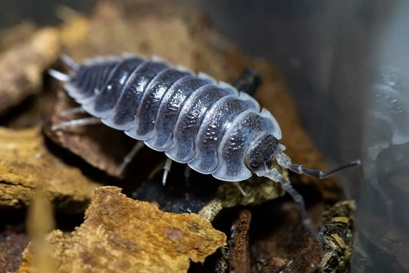 Porcellio laevis