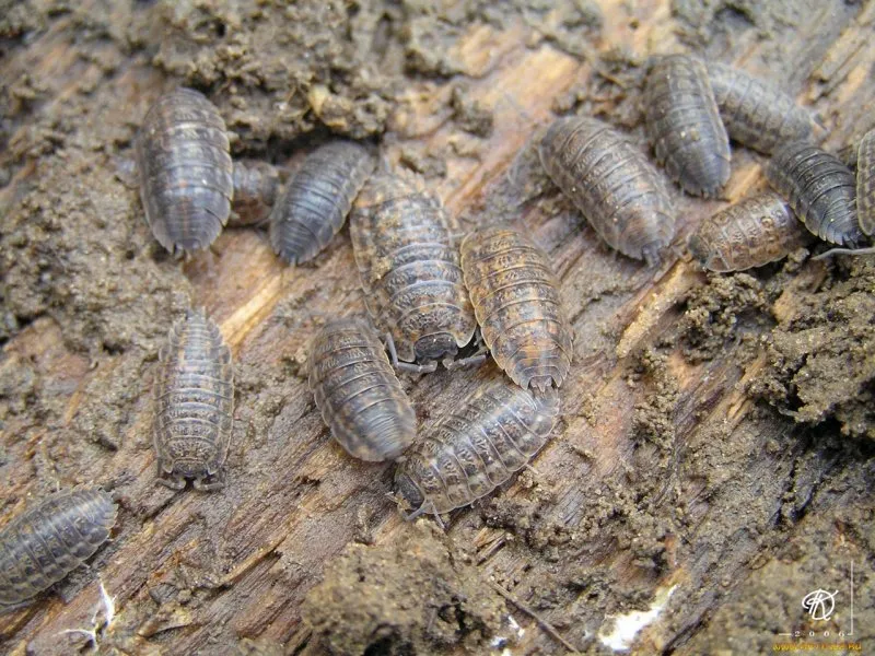 Porcellio scaber Lava мокрицы