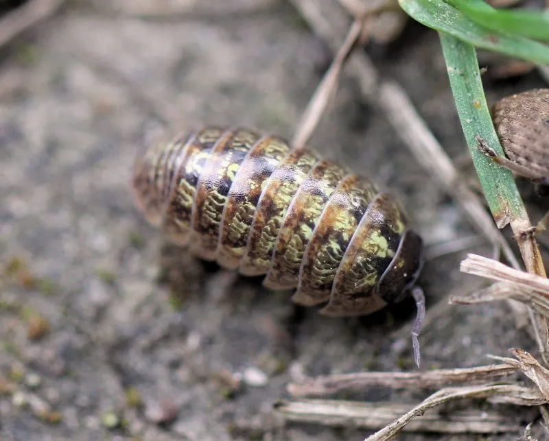 Porcellio laevis