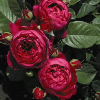 Маленькие розы (39 фото): карликовые сорта с описанием и правила ухода