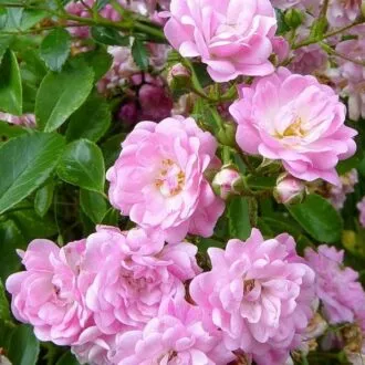 Роза Садовый аромат