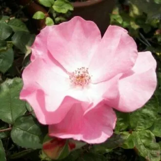 Цветок Розы Садовый аромат