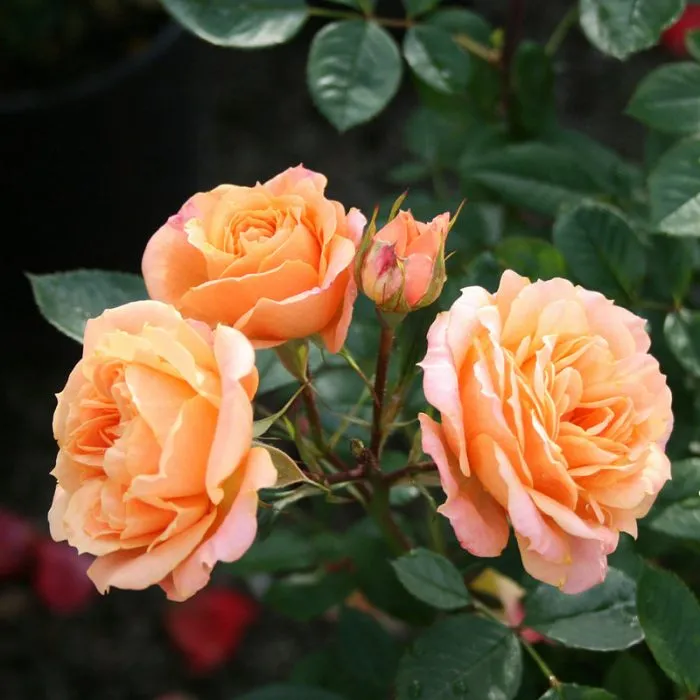 Цветы розы Эприкот Клементина