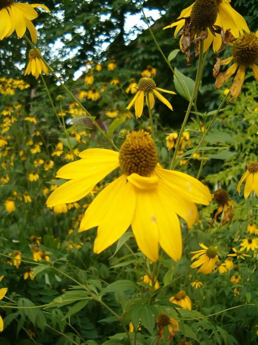 Рудбекия (Rudbeckia)