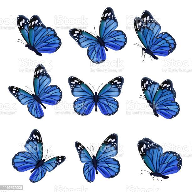 Цветные Бабочки Летающие Красивые ...