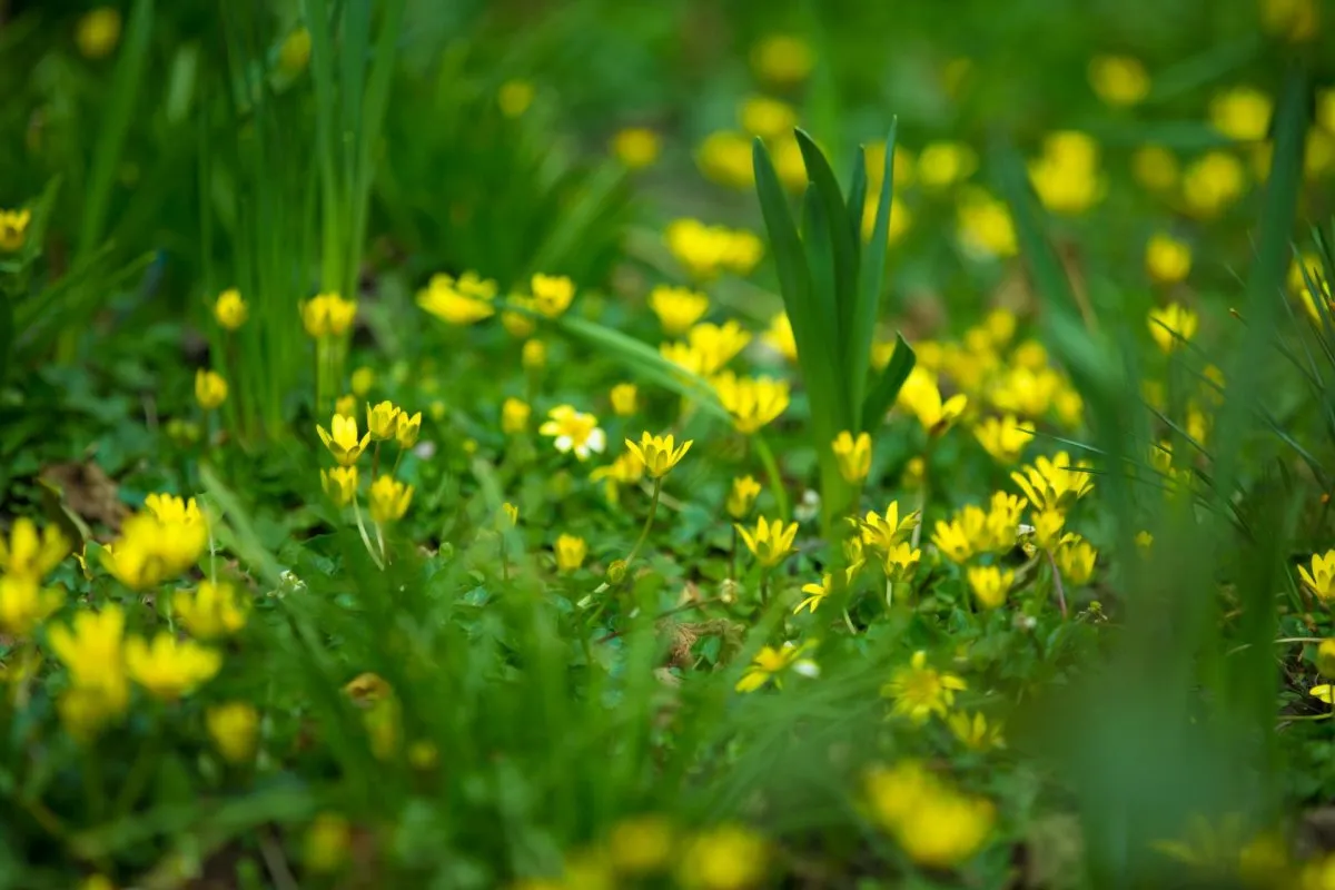 ></p>
<p>Желтые весенние полевые цветы</p>
<p><img decoding=