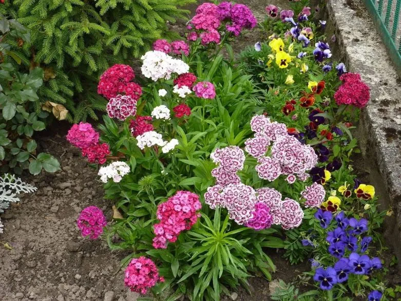 Неприхотливые и долгоцветущие цветы-многолетники - самые красивые и простые в уходе цветы для дачи