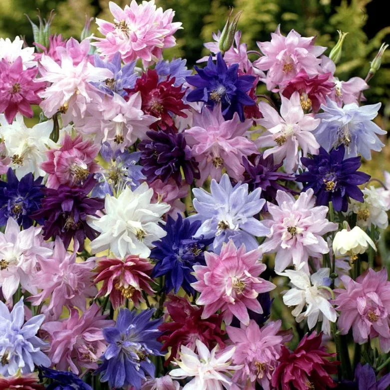 Неприхотливые и долгоцветущие цветы-многолетники - самые красивые и простые в уходе цветы для дачи