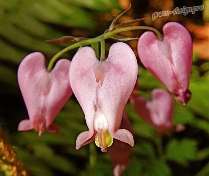 Многолетние цветы для сада: Дицентра красивая или Сердцецвет красивый
