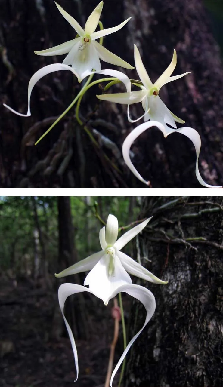 Орхидея - призрак